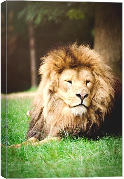 Lion, sitting in wait! Canvas Print by Dan Fisher