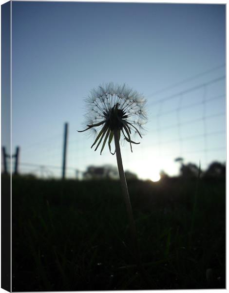 Dandelion In Shadow Canvas Print by Ed Neve