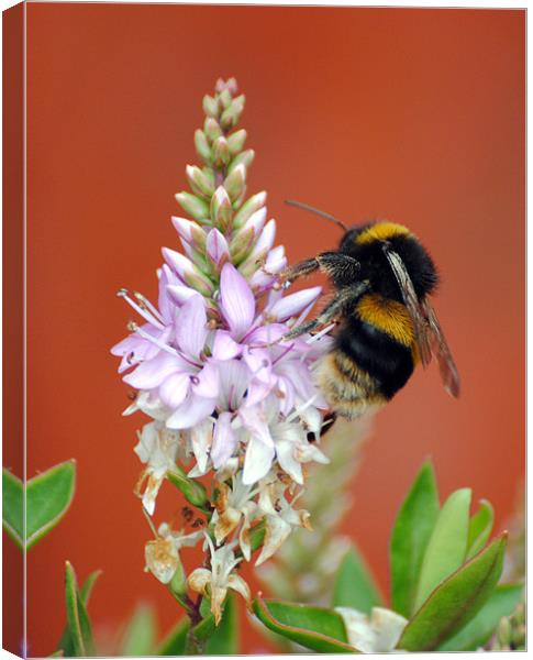 Busy Bee Canvas Print by Mark Ewels