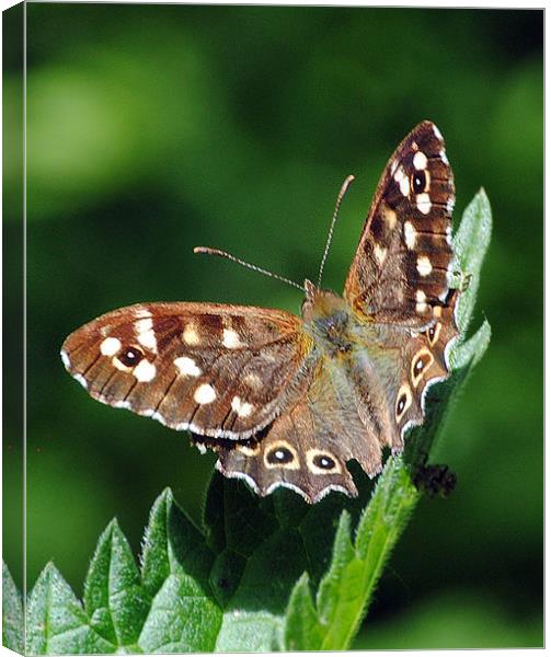 Speckled Wood Butterfly Canvas Print by Mark Ewels
