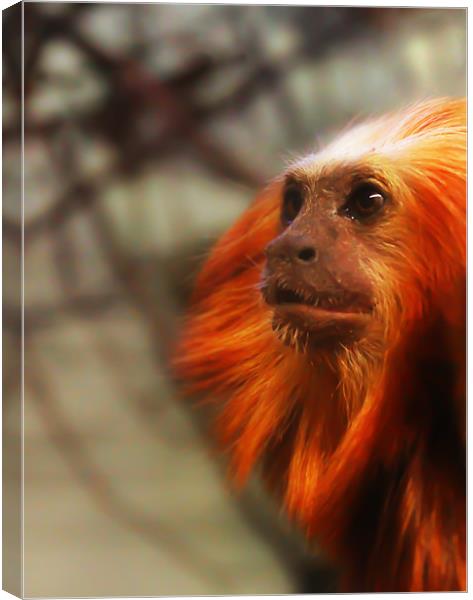Thoughtful Golden Lion Tamarin Monkey. Canvas Print by Kitty 