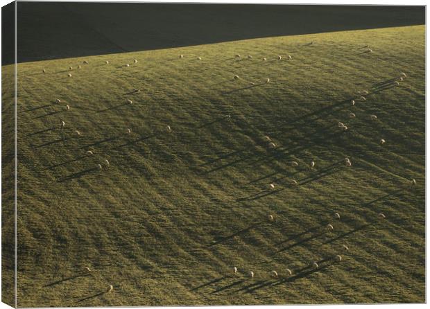 South Downs, Sussex, Sheep, Long Shadows Canvas Print by Sue MacCallum- Stewart