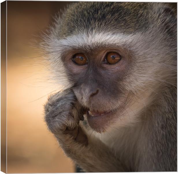 Vervet Monkey, Primate, Zimbabwe Canvas Print by Sue MacCallum- Stewart