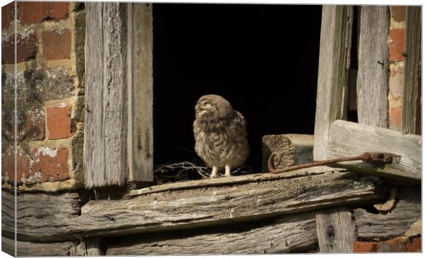 A thoughtful owlet Canvas Print by Sue MacCallum- Stewart