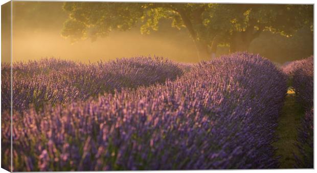 Lavender Fields Canvas Print by Sue MacCallum- Stewart