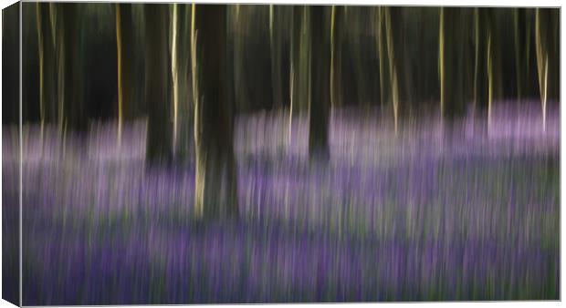 Bluebell Blur Canvas Print by Sue MacCallum- Stewart