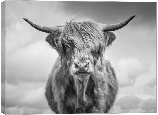 Highland Cow Canvas Print by Sue MacCallum- Stewart