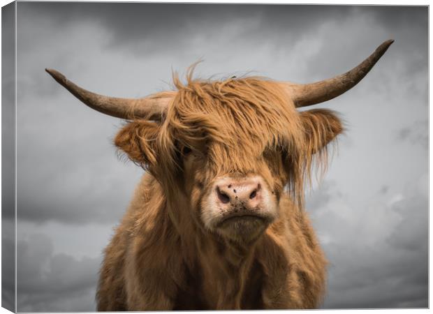 Highland Cow Canvas Print by Sue MacCallum- Stewart