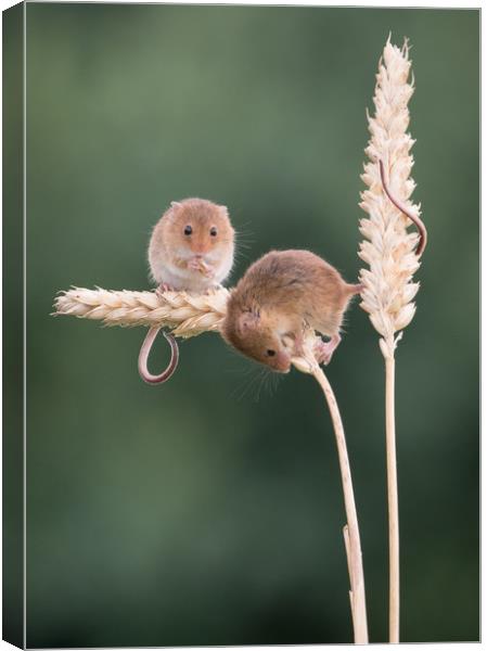 Playing of ears of wheat Canvas Print by Sue MacCallum- Stewart