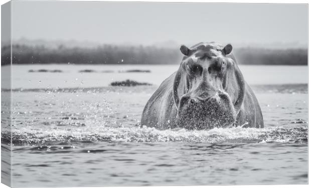 Hippo on the Zambezi Canvas Print by Sue MacCallum- Stewart