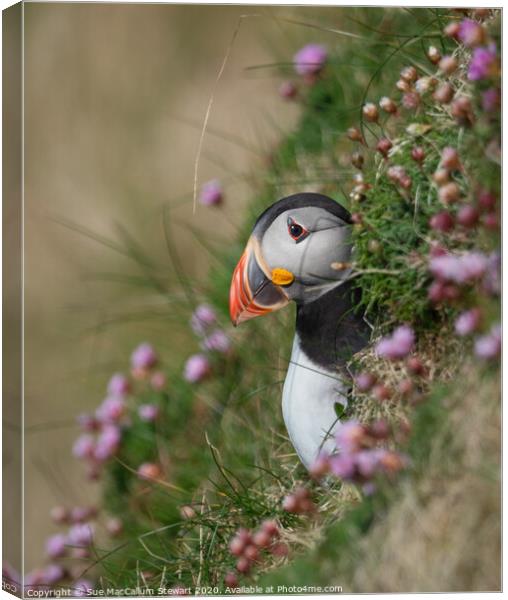A puffin surrounded by sea pinks Canvas Print by Sue MacCallum- Stewart