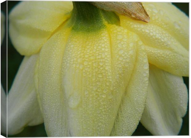 Morning Daffodil Canvas Print by Kirsty Turnbull