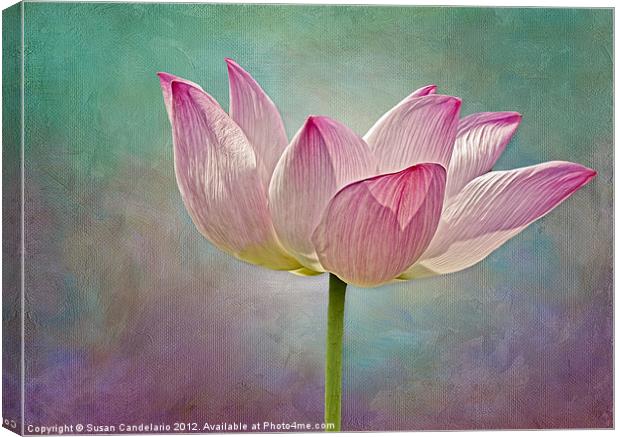 Pink Lotus Blossom Canvas Print by Susan Candelario