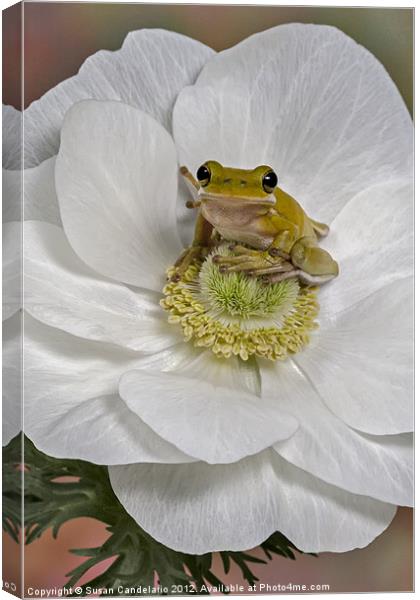 Kermit Canvas Print by Susan Candelario