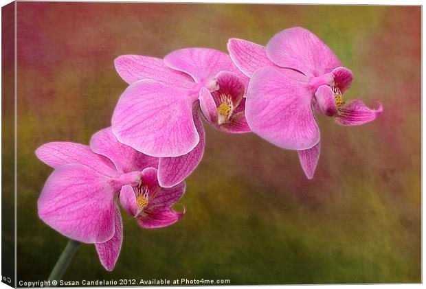 Orchid Cluster Canvas Print by Susan Candelario
