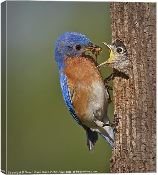 Eastern Bluebird Feeding Chick Canvas Print by Susan Candelario