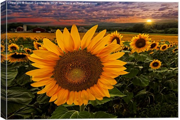 Sunflower Field Forever Canvas Print by Susan Candelario