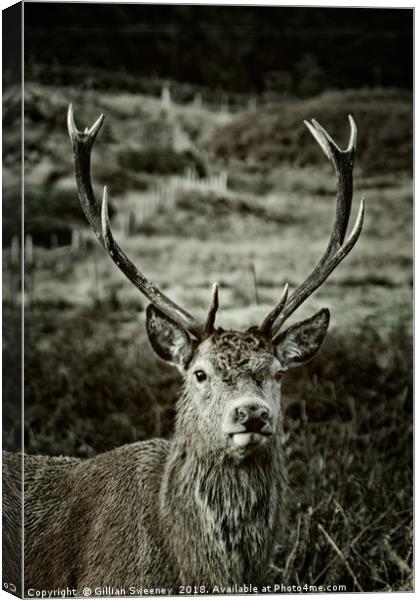 Stag Canvas Print by Gillian Sweeney