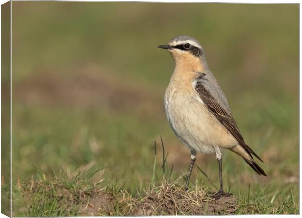Female Northern Wheatear  Canvas Print by Jonathan Thirkell