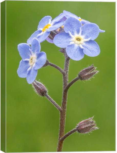 Forget Me Nots Canvas Print by Jonathan Thirkell