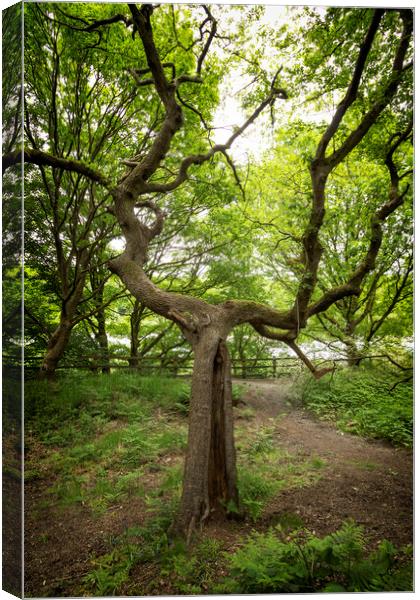 Branching Tree At Clifton Country Park Canvas Print by Jonathan Thirkell