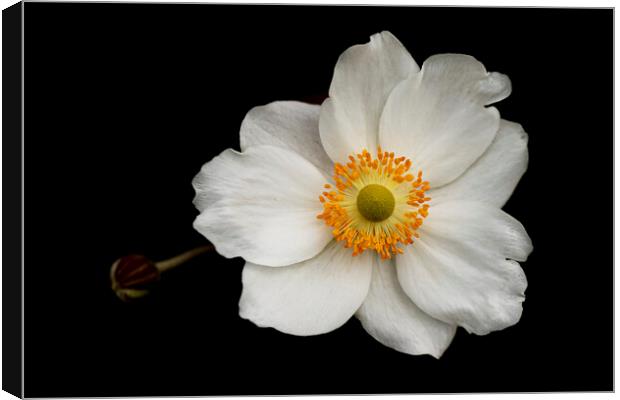 Eriocapitella White Flower Canvas Print by Jonathan Thirkell