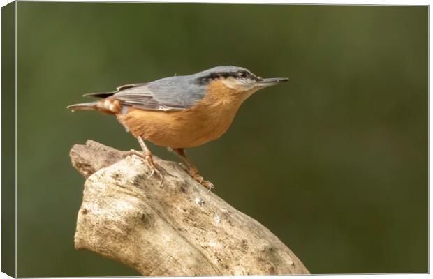 Nuthatch bird in Leigh Greater Manchester Canvas Print by Jonathan Thirkell