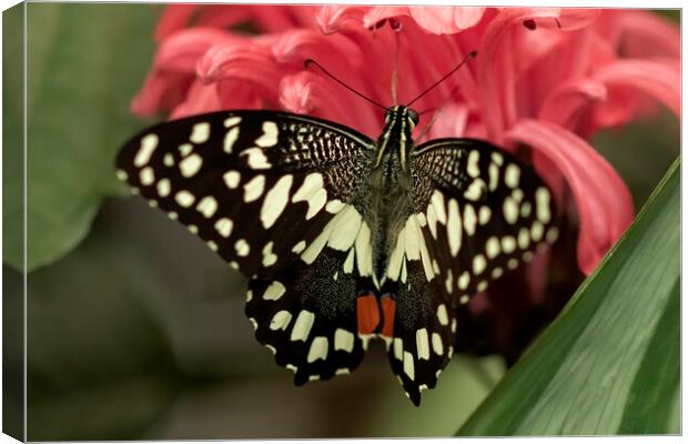 Lime swallowtail butterfly Canvas Print by Jonathan Thirkell