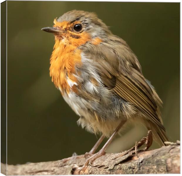 Windswept Robin Red Breat Canvas Print by Jonathan Thirkell
