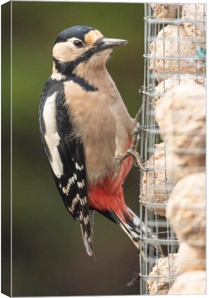 Great spotted woodpecker Canvas Print by Jonathan Thirkell