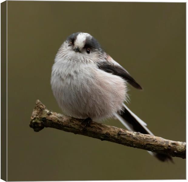 Long tailed tit Canvas Print by Jonathan Thirkell
