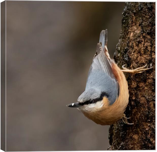 Nuthatch Classic Pose Canvas Print by Jonathan Thirkell