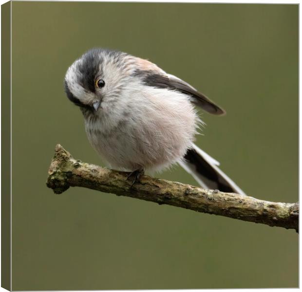 Cheeky Long tailed tit Canvas Print by Jonathan Thirkell