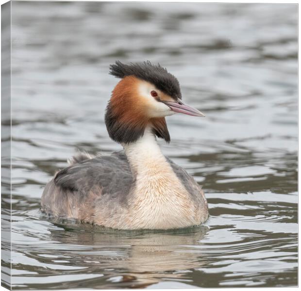 Great crested grebe Canvas Print by Jonathan Thirkell