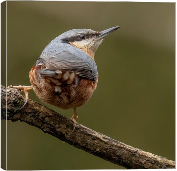 Nuthatch bird looking up Canvas Print by Jonathan Thirkell