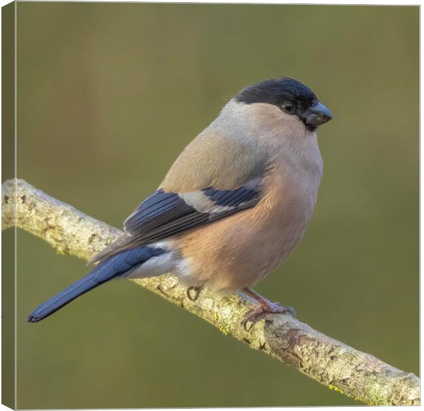 Female Bullfich Perching Canvas Print by Jonathan Thirkell