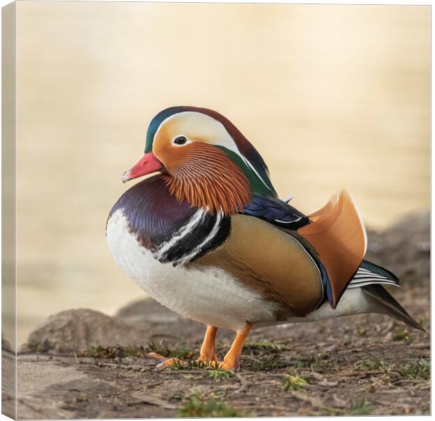 Male Mandarin Duck side view Canvas Print by Jonathan Thirkell