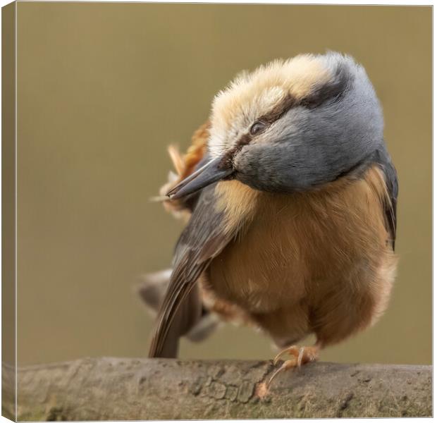 Nuthatch preening Canvas Print by Jonathan Thirkell