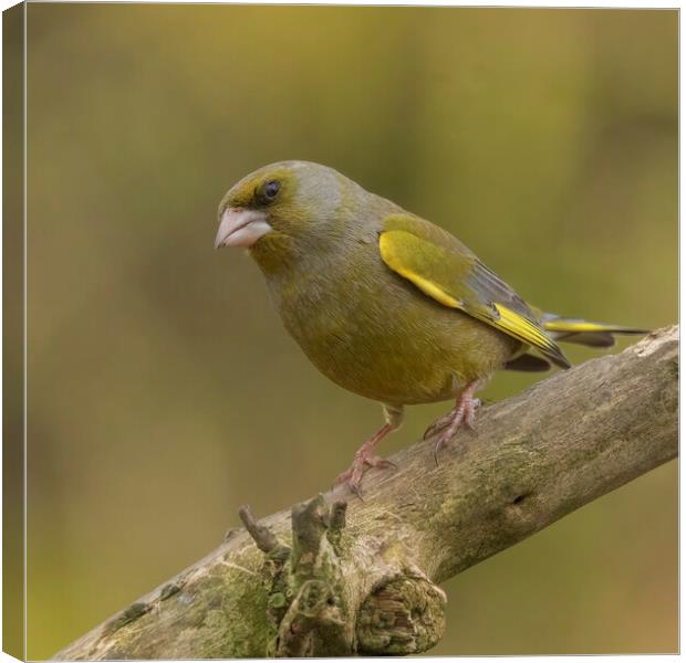 Greenfinch perching Canvas Print by Jonathan Thirkell