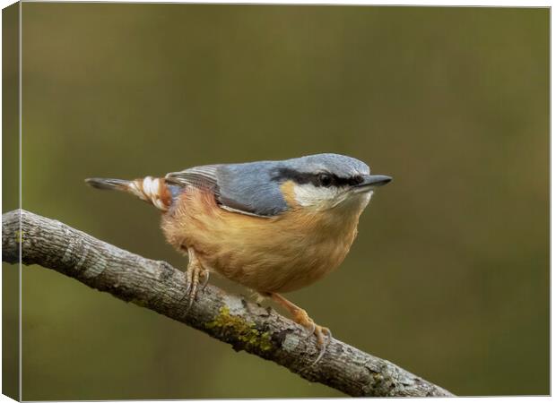 Perching Nuthatch Canvas Print by Jonathan Thirkell