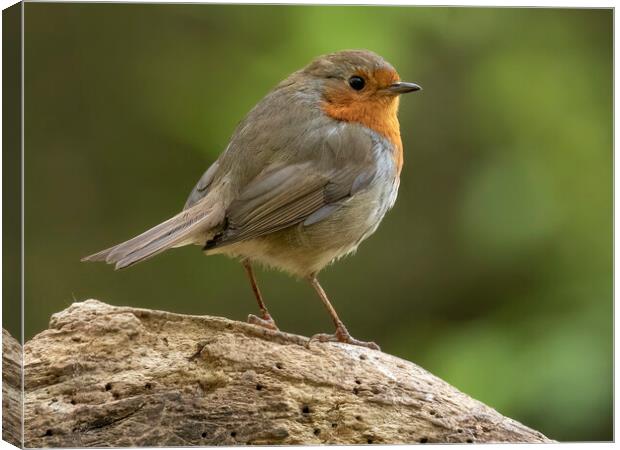Robin red breast Canvas Print by Jonathan Thirkell