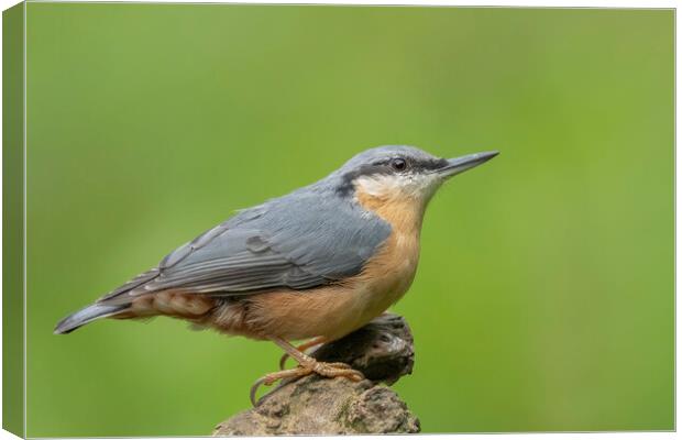 Nuthatch sideview Canvas Print by Jonathan Thirkell