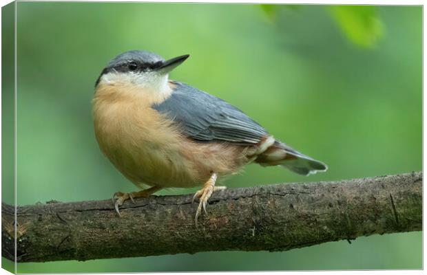 Posing Nuthatch Canvas Print by Jonathan Thirkell