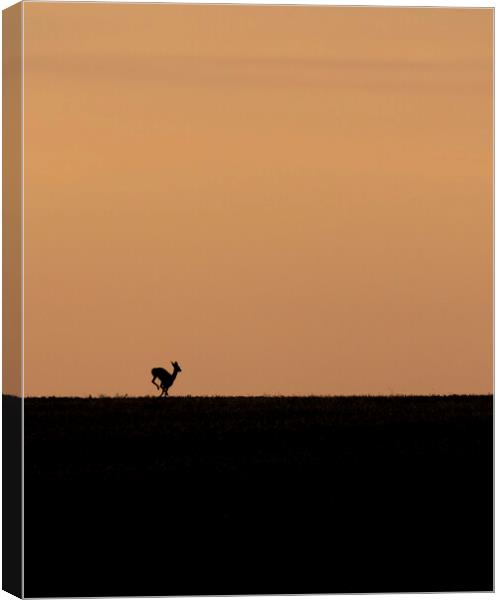 Deer on the run at sunrise in the Cotswolds Canvas Print by Jonathan Thirkell