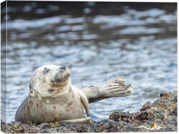 Grey Seal Relaxing Canvas Print by Jonathan Thirkell