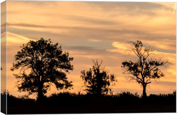 Cotswold Trees At Sunrise Canvas Print by Jonathan Thirkell