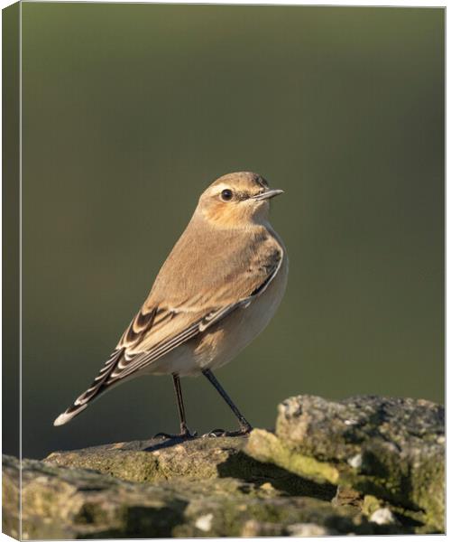Northern Wheatear in morning light Canvas Print by Jonathan Thirkell