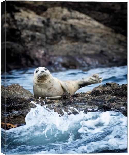 Grey Seal off the coast of St Ives Corneall Canvas Print by Jonathan Thirkell