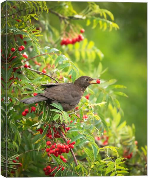 Female Blackbird feeding on wild berries Canvas Print by Jonathan Thirkell