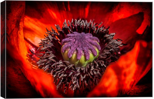 The poppy centre  Canvas Print by Jonathan Thirkell